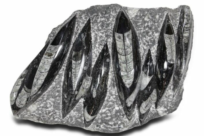 Polished Fossil Orthoceras (Cephalopod) Plate - Morocco #359571